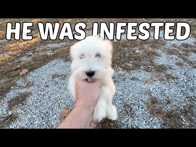 This Rescue Puppy Was Infested With Them!