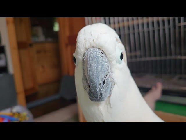 Why No Cockatoo Video Today??