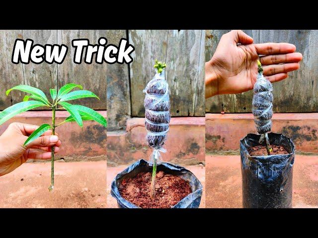 Mango grafting New technique!! In Any Season |Mango stone grafting | how to graft mango tree