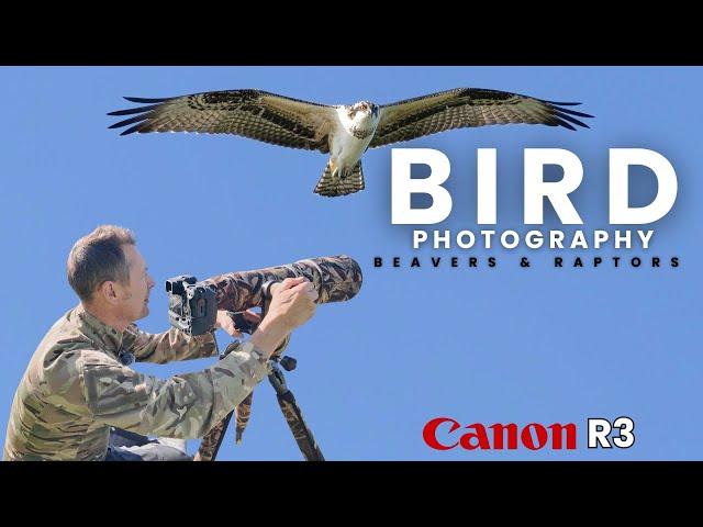 A GREAT Morning of Bird Photography | Falcons, Hawks, Ospreys and Beavers | Canon R3 EF 200-400 L IS