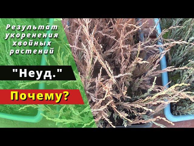 Плохой результат укоренения. С чем это связано? Как избежать?