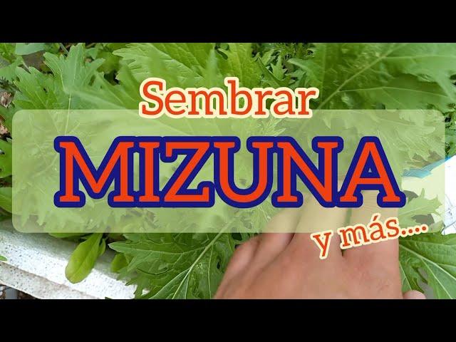 Sembrar MIZUNA y algo más [MoSTaZa Japonesa] ▪︎Crear y Sembrar▪︎