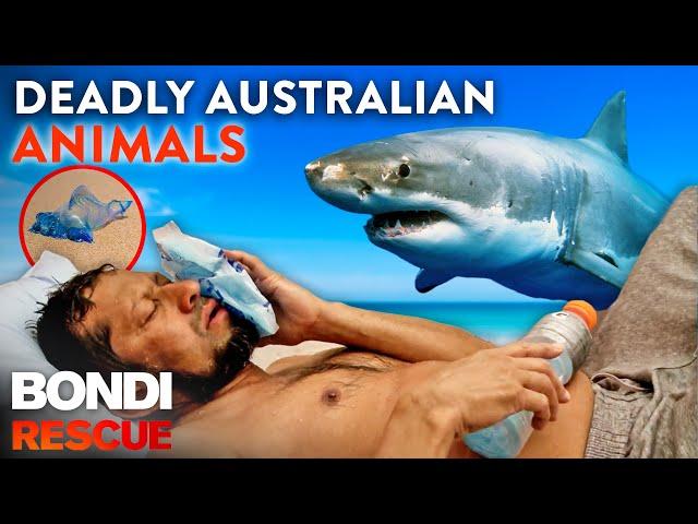 Crikey! Top 9 Deadly Australian Animal Encounters