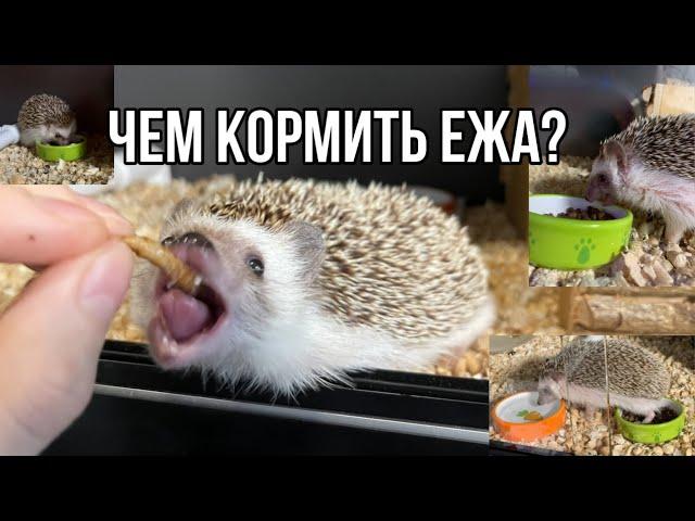 Чем кормить ежика? Рацион карликового африканского ежа