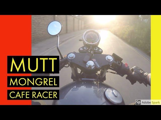 MUTT MONGREL CAFE RACER - CUSTOM