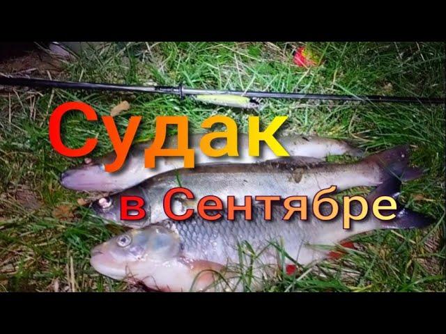 СУДАК В СЕНТЯБРЕ НА ВОБЛЕР. #судак #спиннинг #рыбалка