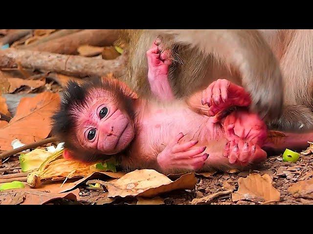 Welcome newborn baby, God bless |  Real Angkor Monkey​