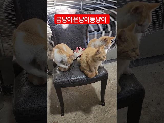 금냥이은냥이동냥이   #cat  #koreashot