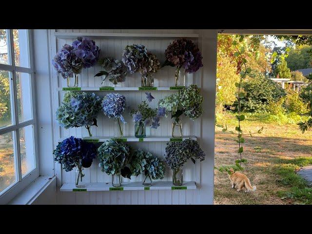 Floret Studio Tour: Hydrangeas