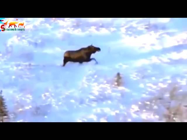 Лось убил человека. Ужасное нападение лося!