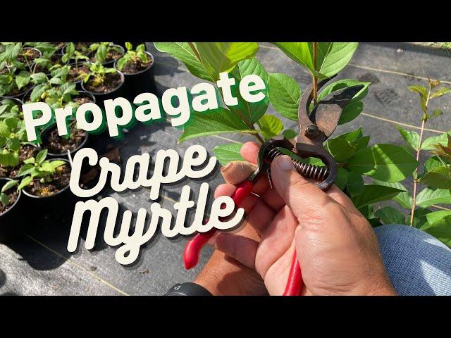 How to successfully propagate Crape Myrtles!!