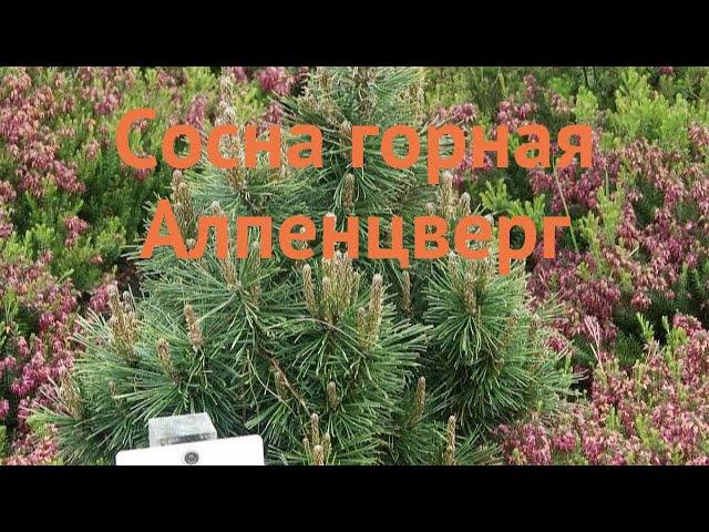 Сосна горная Алпенцверг (pinus mugo alpenzwerg)  обзор: как сажать, саженцы сосны Алпенцверг