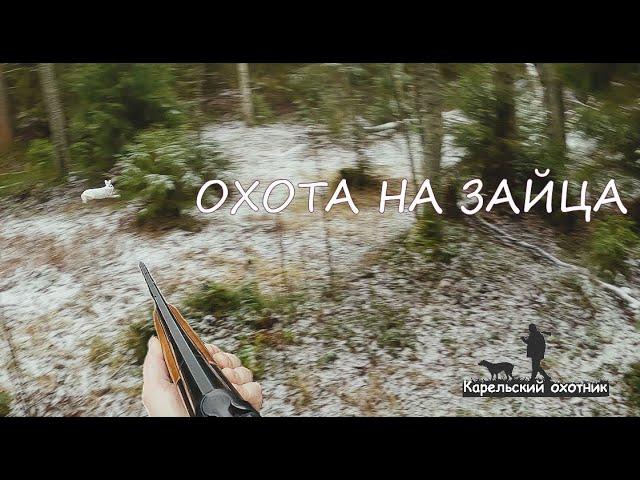 Охота на зайца с русской пегой гончей 13.11. 2024. Везучий заяц. Встретили волка. Лечим лапу Вьюге.