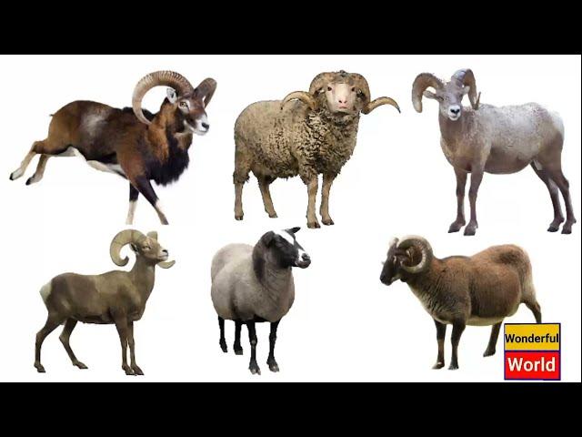 Types of wild sheep.