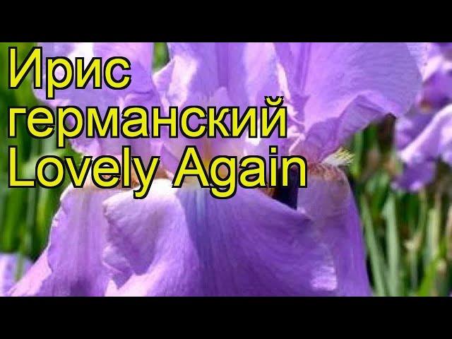 Ирис германский Снова Прекрасный. Краткий обзор, описание характеристик iris germanica Lovely Again