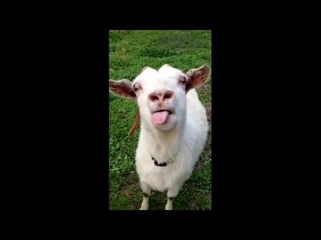 meme funny-goat licking