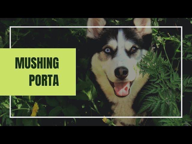 Mushing, Porta Řevnice a Sibiřský Husky v Benešově Nad Černou - HRAJ ČESKY