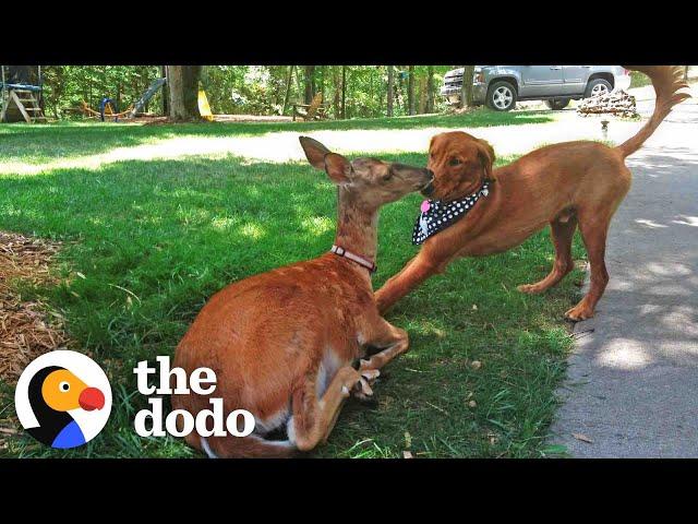 Deer Brings Her Babies To Meet Her Dog Best Friend Every Spring! | The Dodo Odd Couples