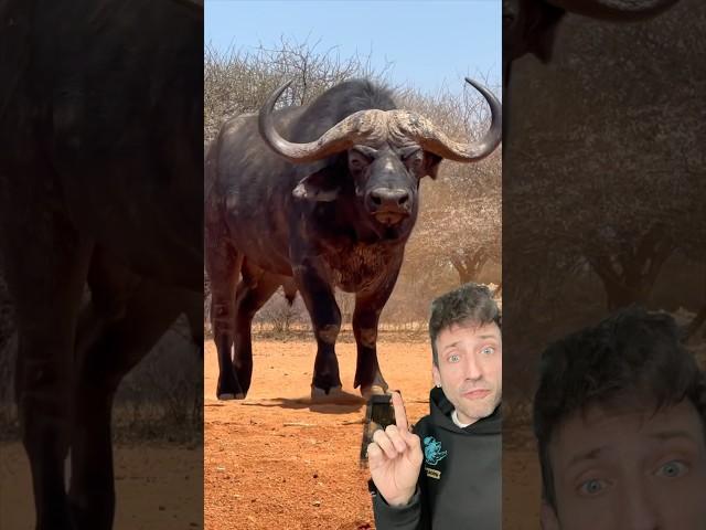 The Cape Buffalo is built different