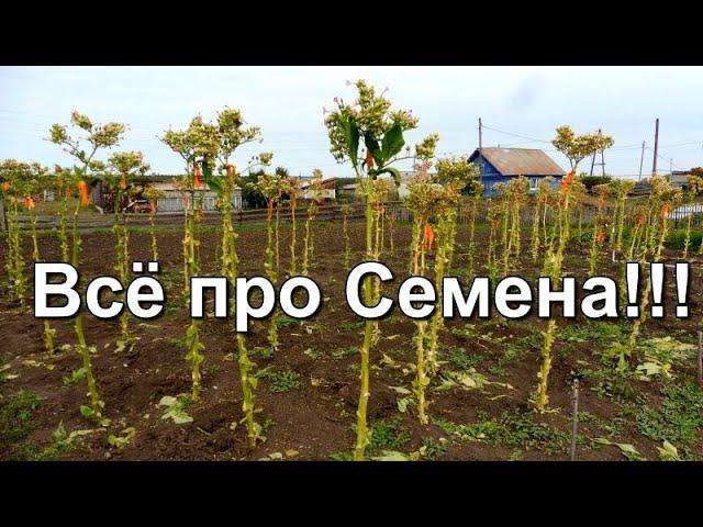 Табаководство: Основной урожай убран , оставлены семенники.