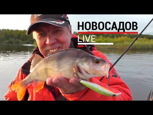 Окунь. Ловля твичингом. #НовосадовLive