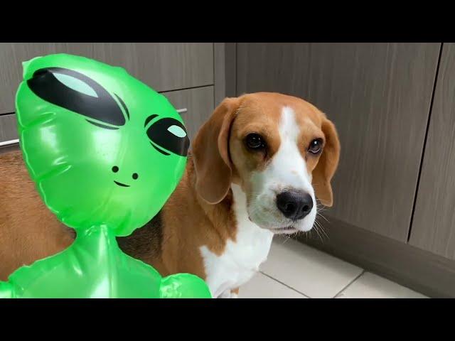 Puppy Surprised By ALIENS again!