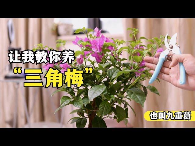 三角梅（九重葛）怎么养？园艺师教你，轻松学会怎么养好它