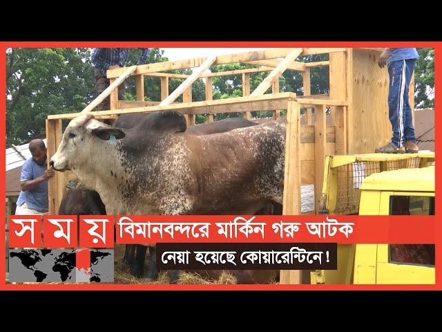 অবৈধভাবে দেশে এলো বিশাল বিশাল ১৮টি 'ব্রাহমা গরু' | Brahman Cattle | Sadeeq Agro | Business News