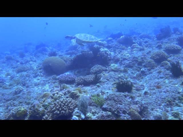 04122015 Encountering sea turtle-Jane, Wendy and Karen