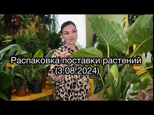 Обзор поставки растений из Голландии (3.08.2024)