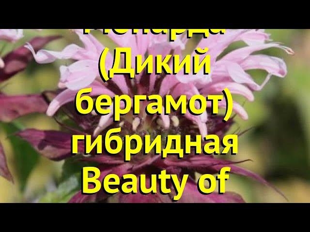 Монарда гибридная Бьюти Ов Кобэм. Краткий обзор, описание мonarda hybrida Beauty of Cobham