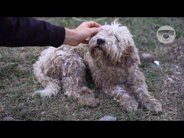 Street DOGS has ATTACKED him and vet DOESN'T wanted to treat all these injuries before bathing