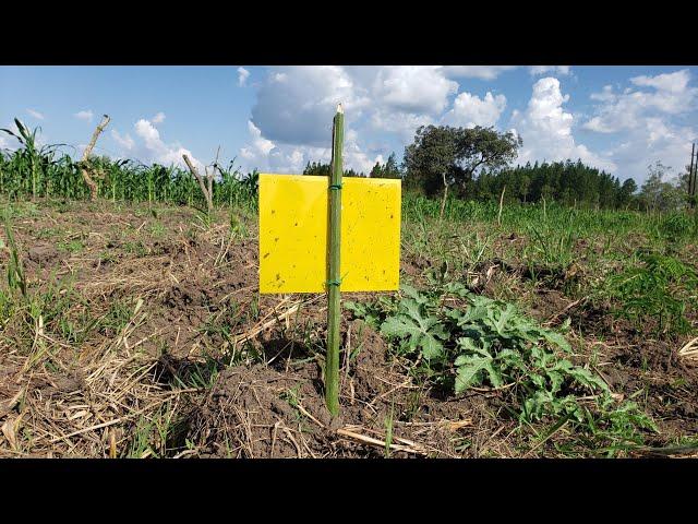 How to install Fruit Fly trap in your Watermelon Garden?