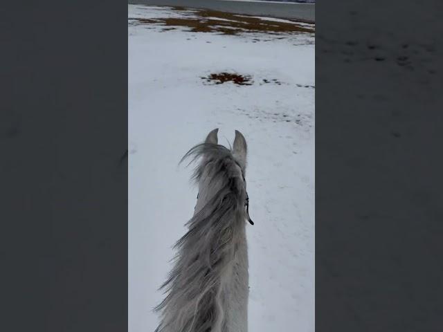 The temps are getting colder!  #horse #ranch #horsemanship #ranchlife #colorado #lake #winter