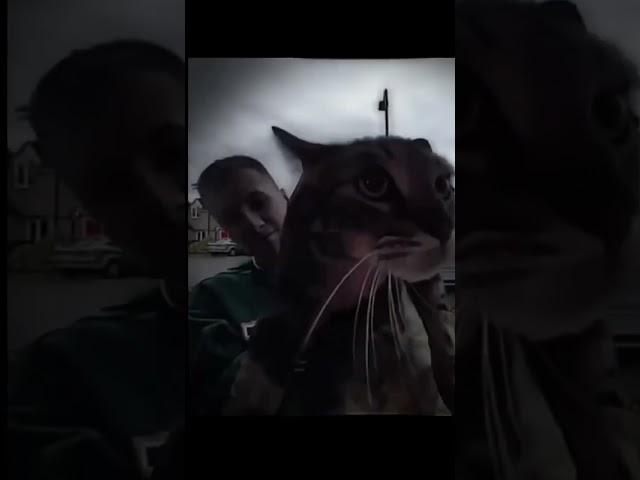 Cat phonk #meme #cat #edit