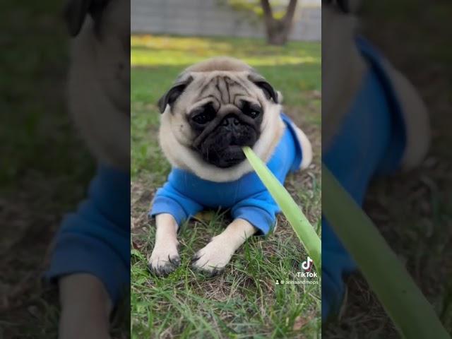 Мопсік Кокосик  #мопс #pug #animals #funny #eating #cozy