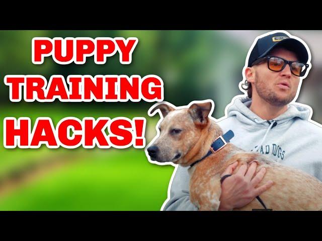 5 LIFE CHANGING PUPPY TRAINING TIPS YOU MUST KNOW!