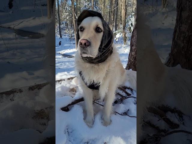 Gracie With Her New Mask/Neck Protector@utube.com/@rich2929