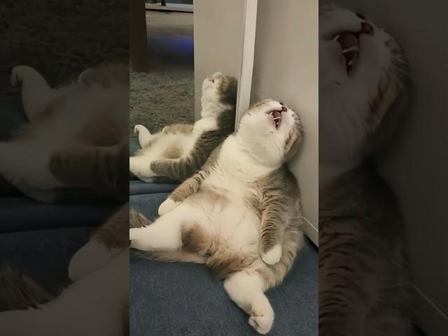 The art of snoring, as taught by your average cat