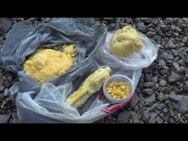 Кукуруза для ловли карпа