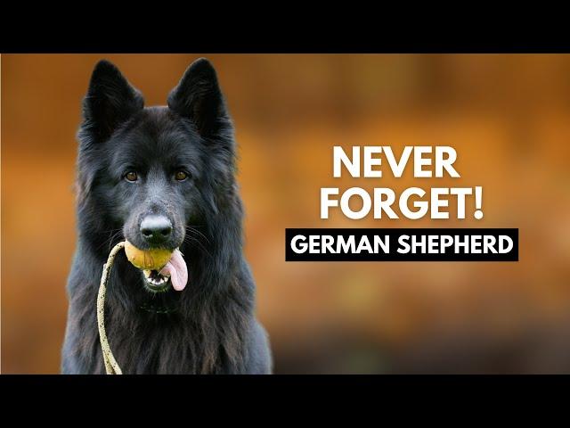 5 Things German Shepherd Dog Owners Must Never Forget