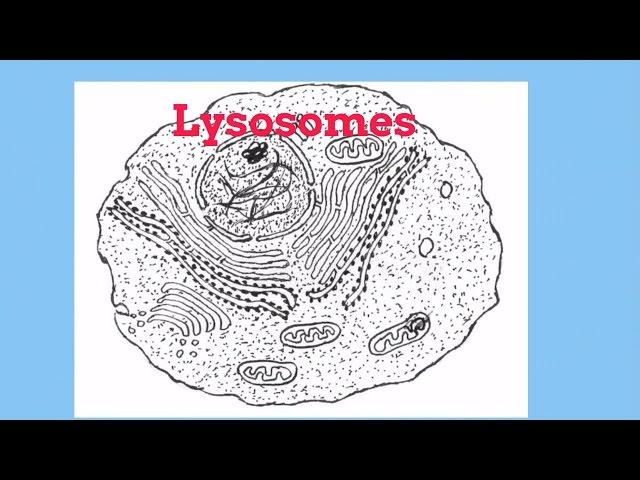 Lysosomes-Cell Organelles