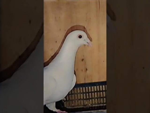 most beautiful fancy pigeon pair  #viralvideo #foryou #pigeon #fancybird #pigeonwings #kabootar