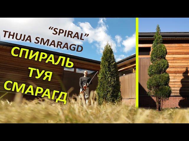 ТУЯ СМАРАГД | ХИТРОСТИ СТРИЖКИ ТУИ СПИРАЛЬ | Thuja Smaragd | @LORD_OF_GARDEN_BELARUS