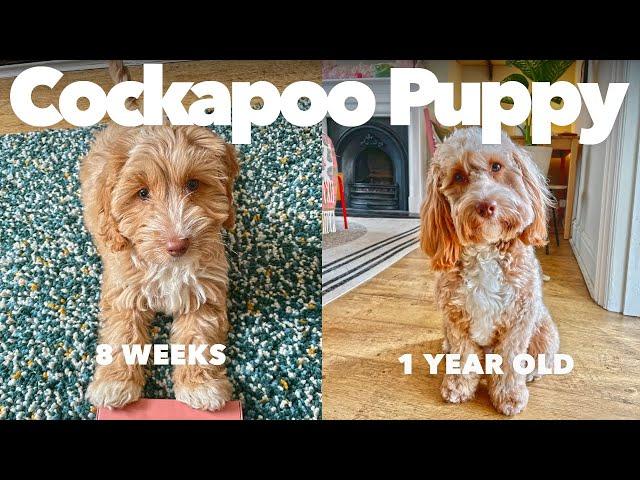 Having a Cockapoo Puppy | From 8 weeks to 1 year old