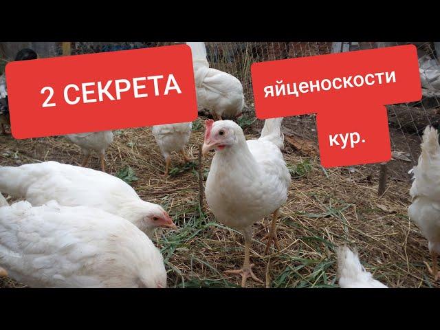 Яйценоскость кур. 2 секрета чтобы куры неслись.