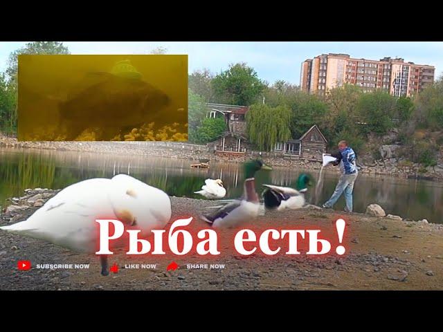 Мелкая рыбёха есть. Это радует. Но пусть подрастет. Весенний нерест. 7 мая 25г. Запорожье