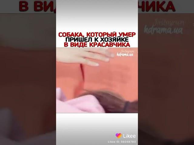 Собака стала красавчиком и пришёл к своей хозяйке|дорама