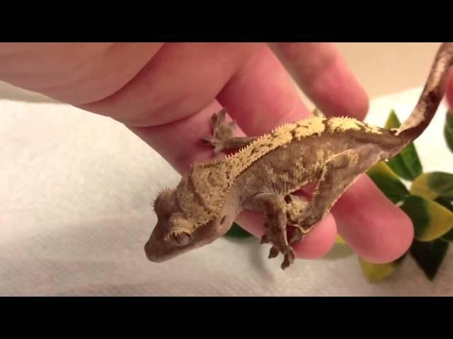 Reptile collection