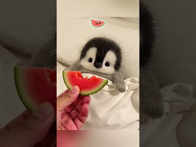 cute penguin  #cute #animals #penguin